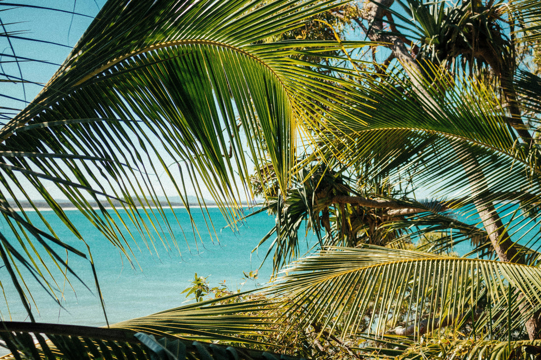View of the ocean in Noosa from between the trees
